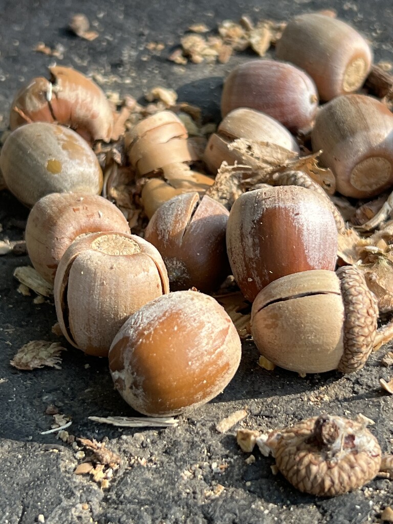 Acorn Stash by sjgiesman