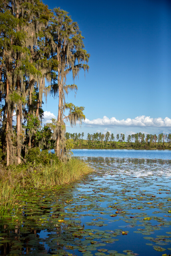 Cypress strength from hurricane  by frodob