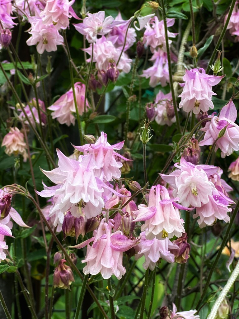 Columbines/Granny Bonnets by pusspup