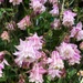 Columbines/Granny Bonnets