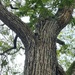 I pass this tree when I go to see my son at thé boulangerie… by beverley365