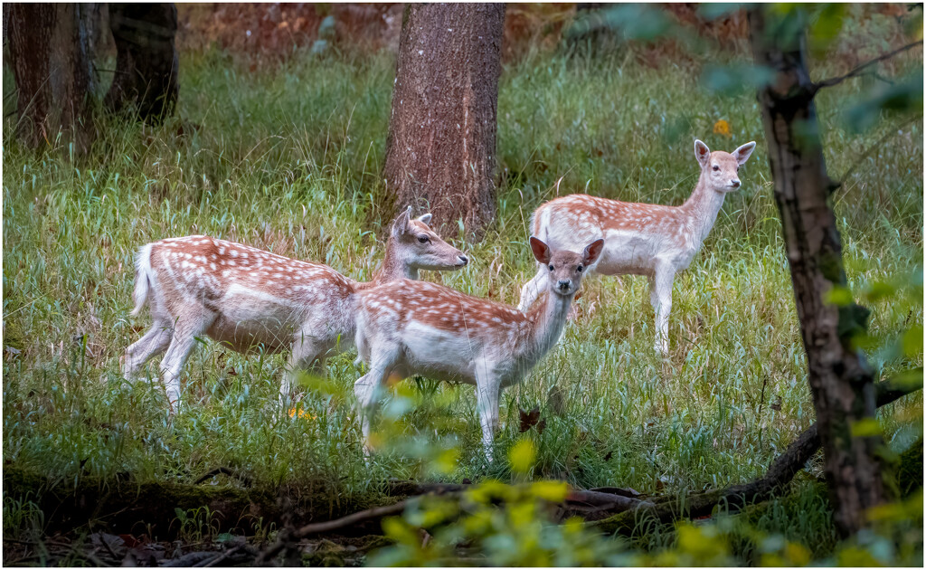 Ashton Court - Fallow deer enclosure by clifford