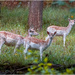 Ashton Court - Fallow deer enclosure by clifford