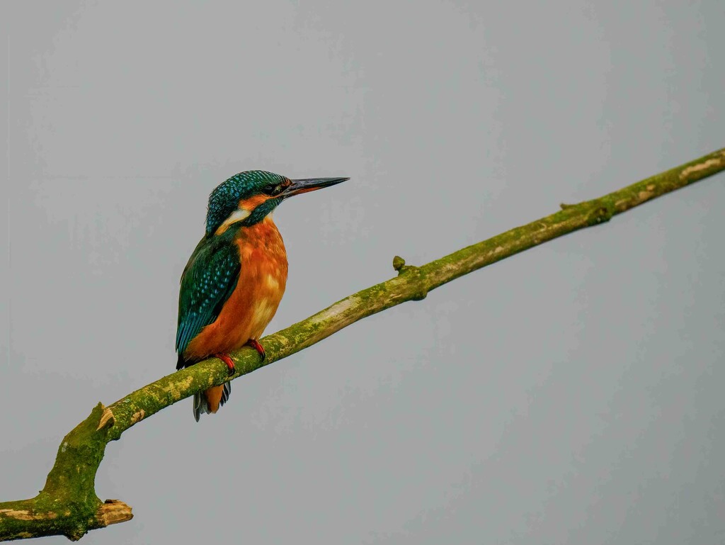 Female Kingfisher  by padlock