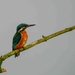 Female Kingfisher 