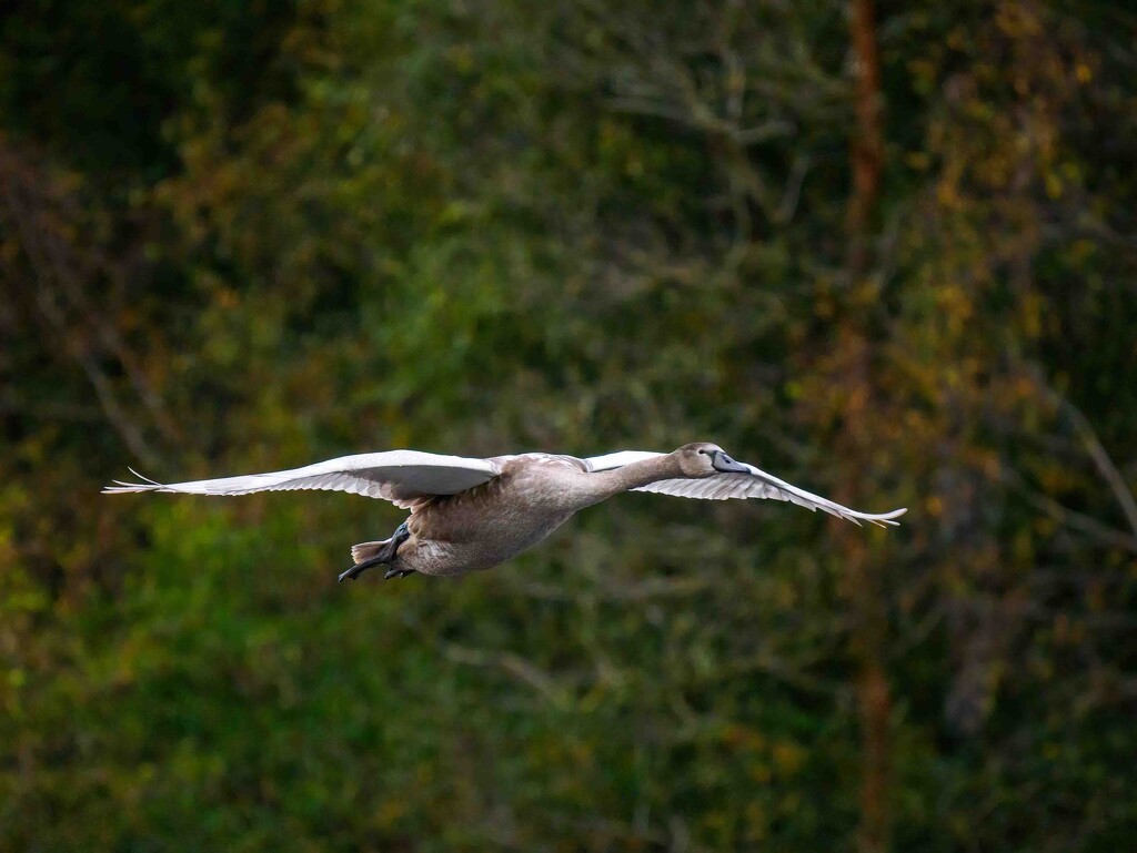 Cygnet in flight  by padlock