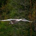 Cygnet in flight 