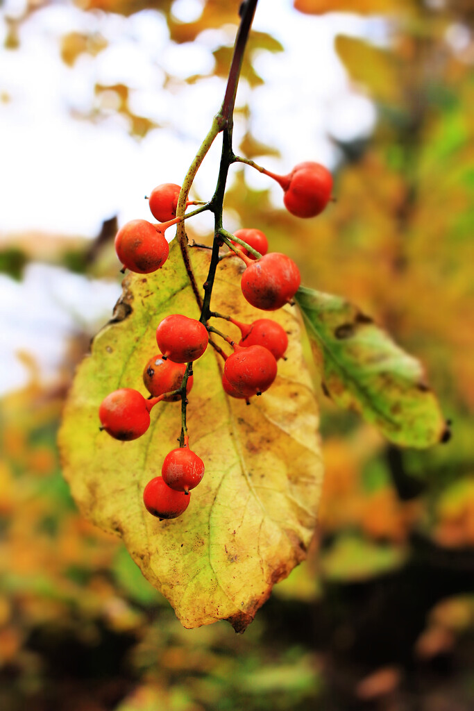 Autumn Hike 8 - Bittersweet by juliedduncan