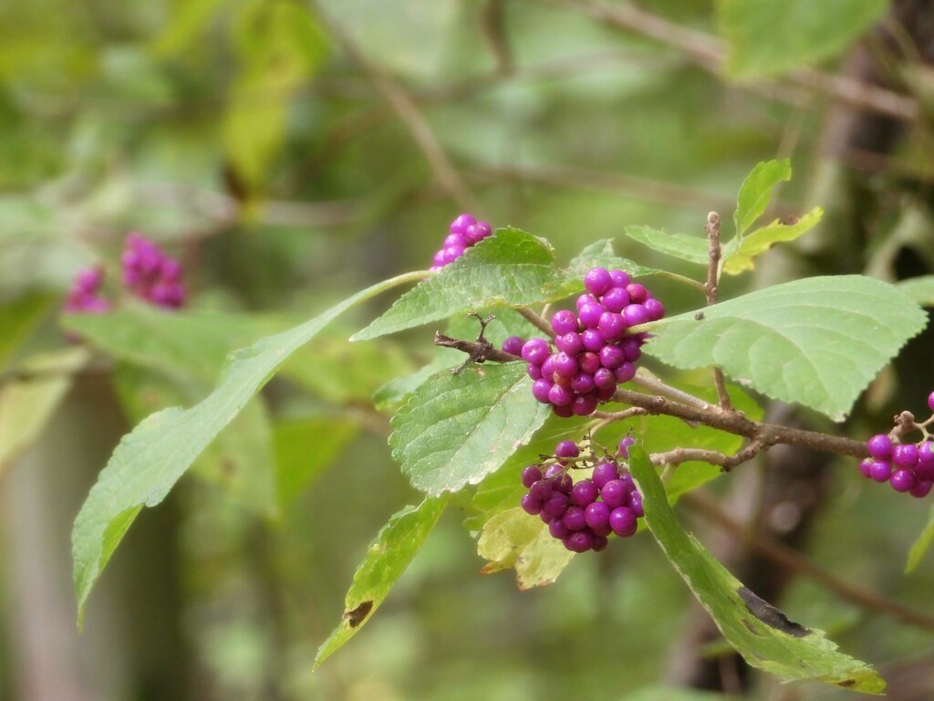 American Beautyberry... by marlboromaam