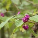 American Beautyberry...