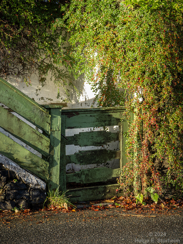 Green garden gate by helstor365