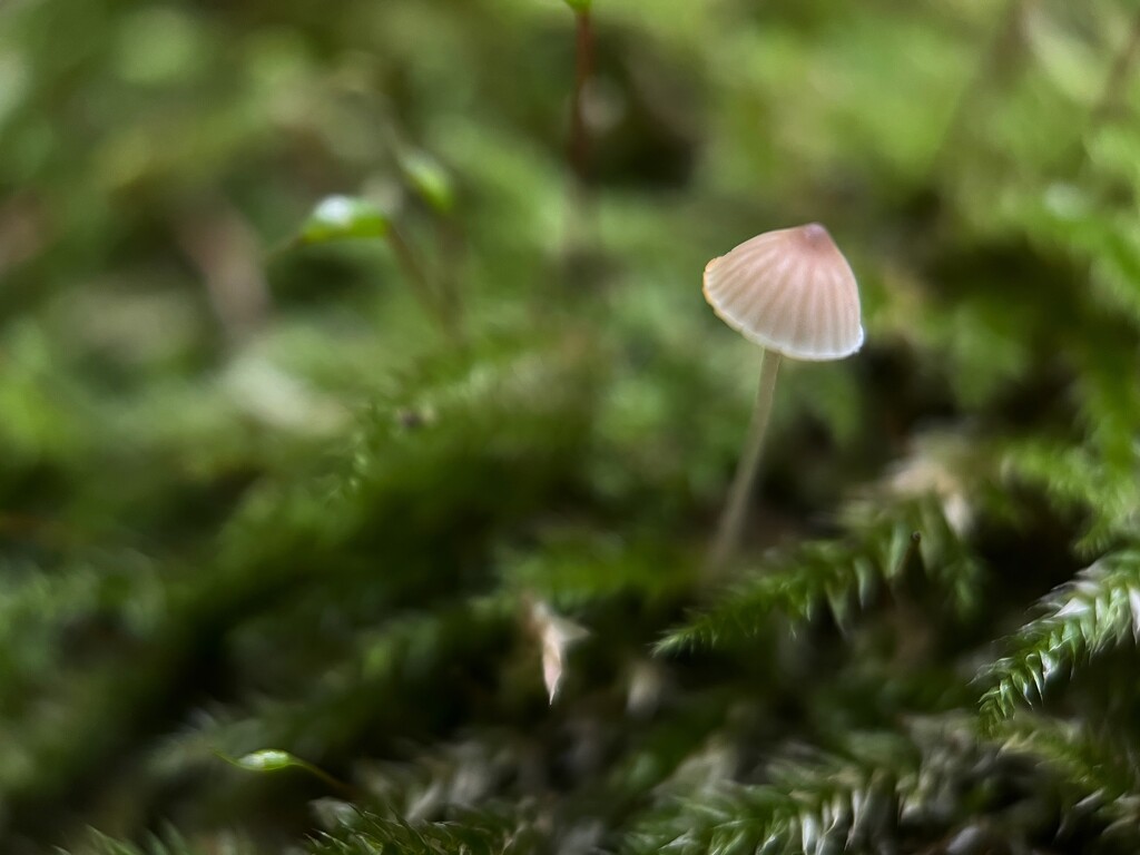 Miniature fungi by gaillambert