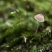 Miniature fungi