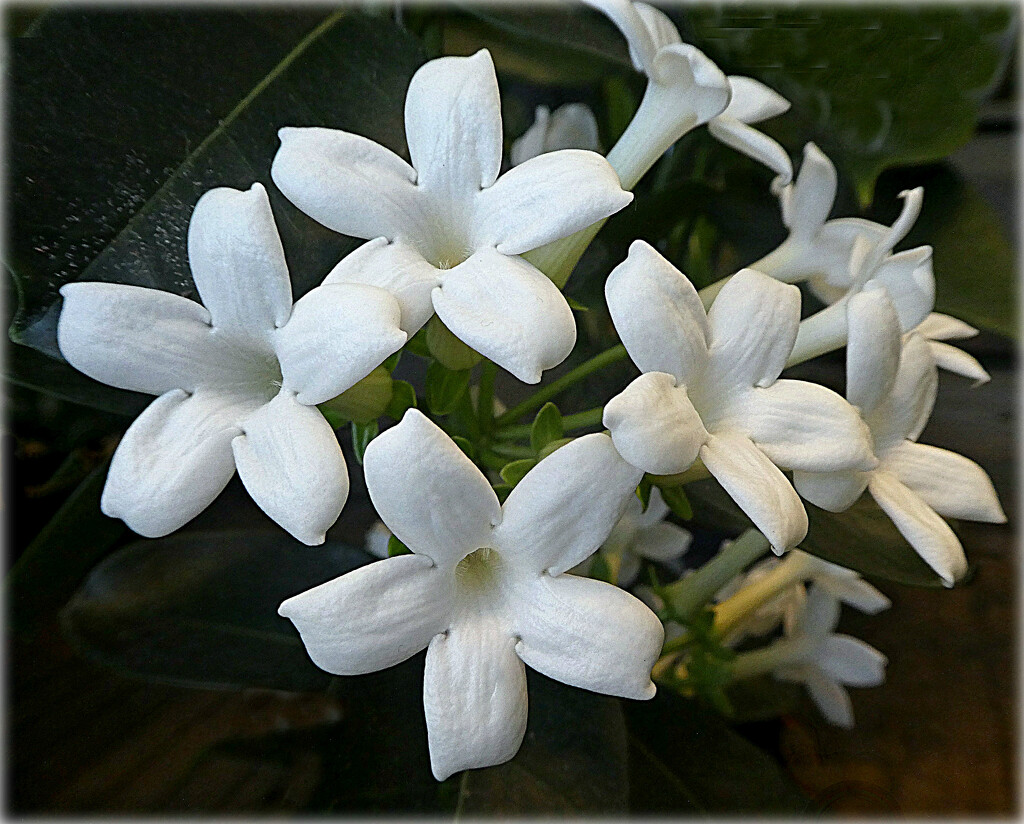 White  on  Black.  by wendyfrost