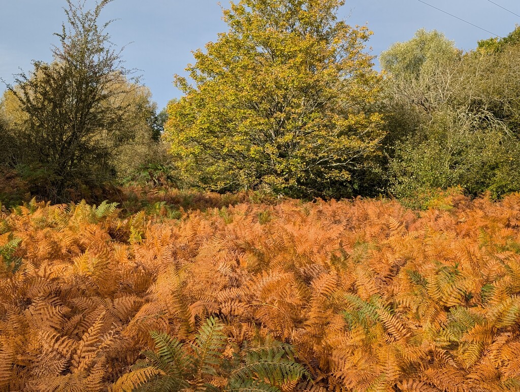 AUTUMN GLORY by derekskinner