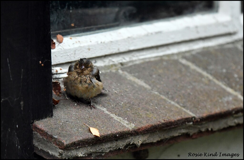 On the windowsill by rosiekind