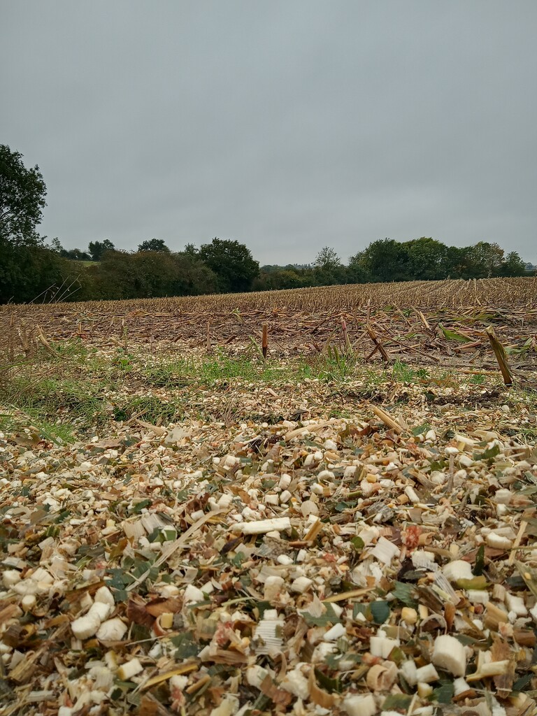 Last crop harvested by 365projectorgjoworboys