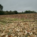 Last crop harvested