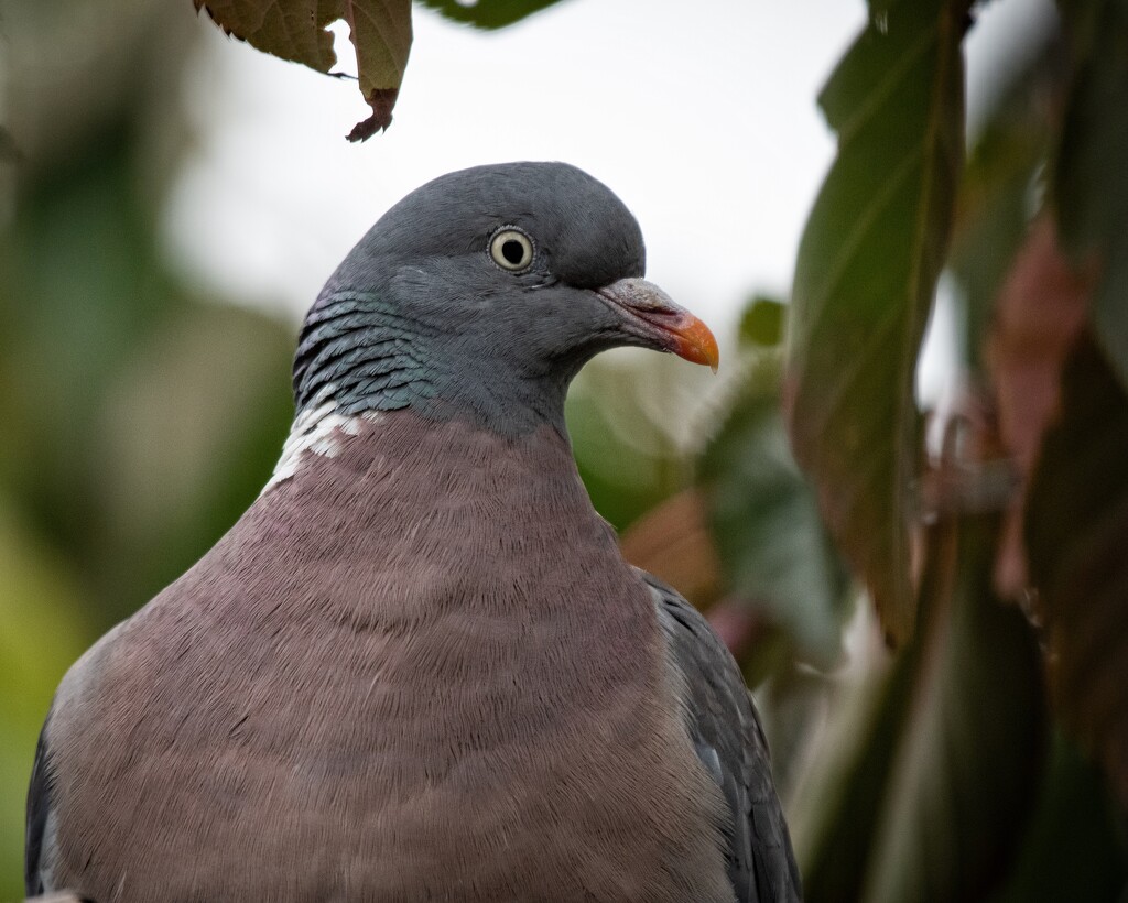 Wood Pigeon by anncooke76