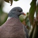 Wood Pigeon by anncooke76