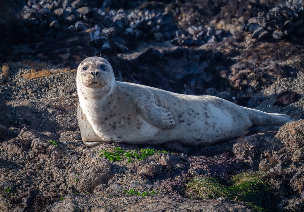 Harbor Seal by nicoleweg