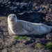 Harbor Seal by nicoleweg