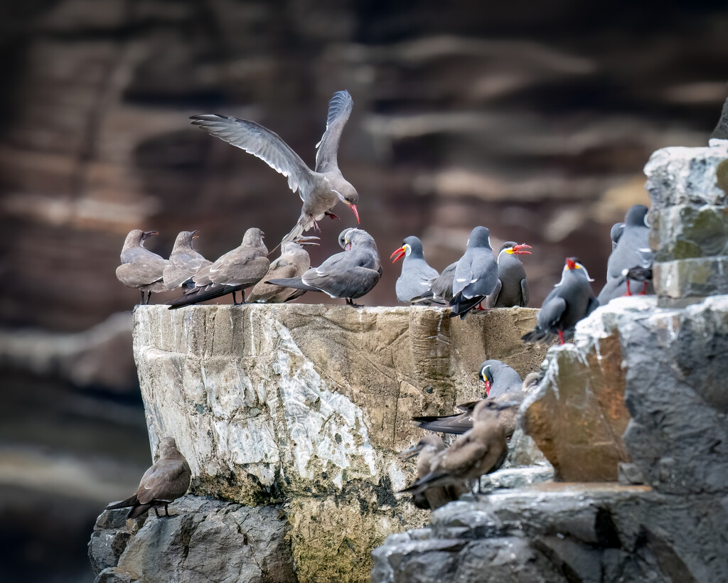 Inca Terns  by nicoleweg