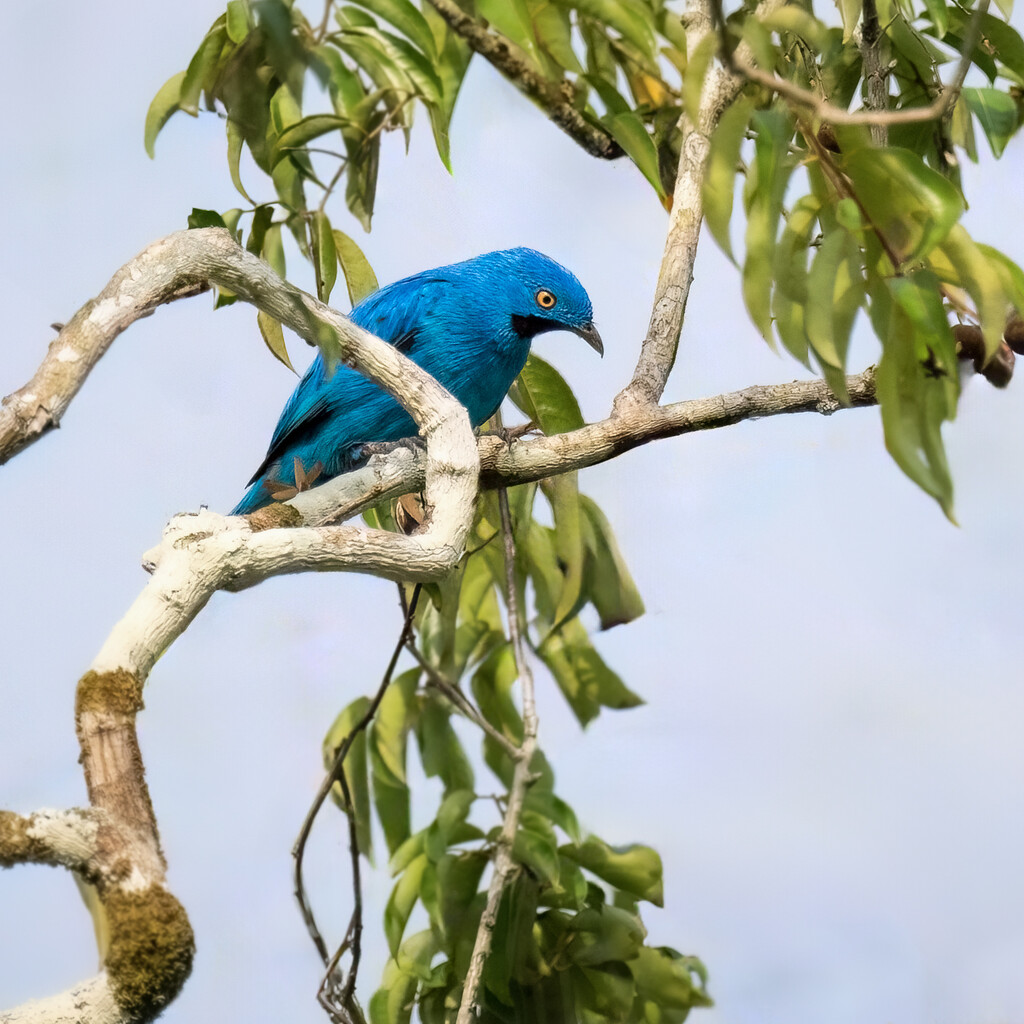 Plum-throated Cotinga by nicoleweg