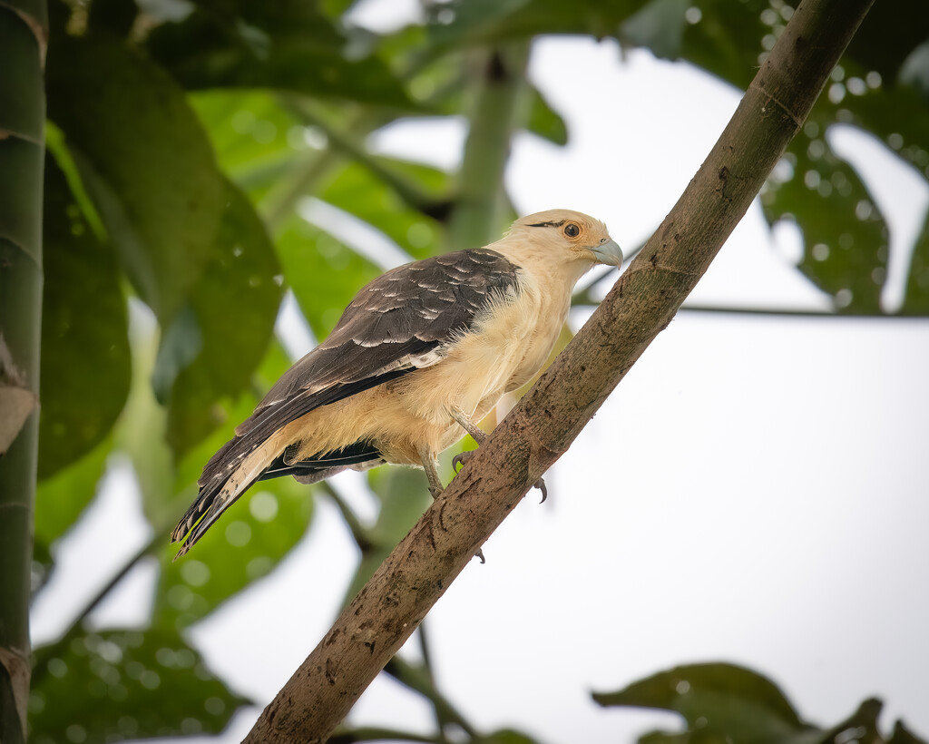 Yellow-headed Caracara by nicoleweg