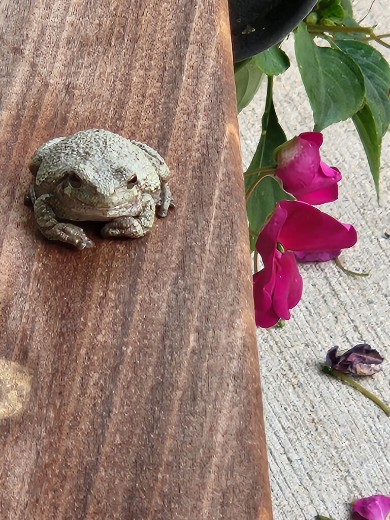 A Tree Frog by zhuffordam