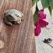 A Tree Frog