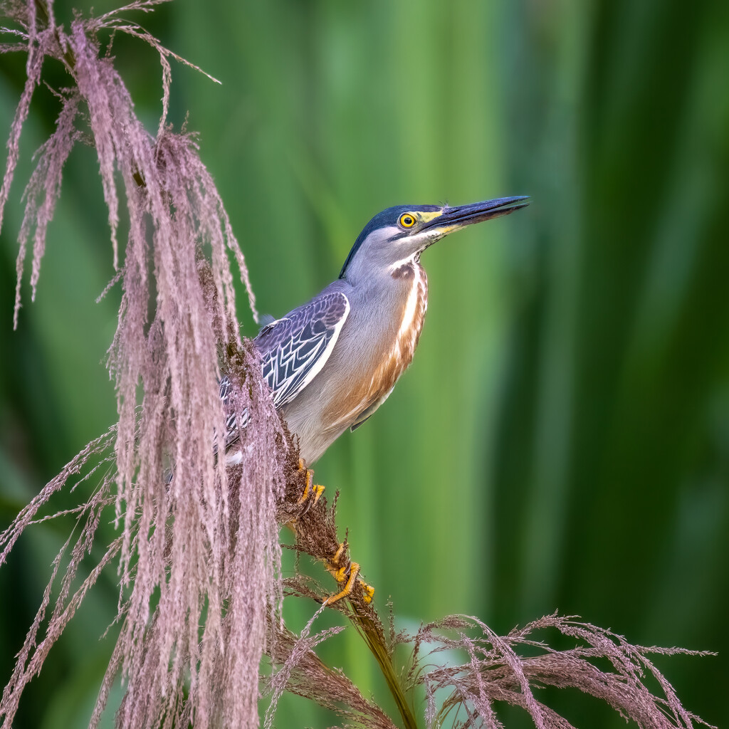 Striated Heron  by nicoleweg