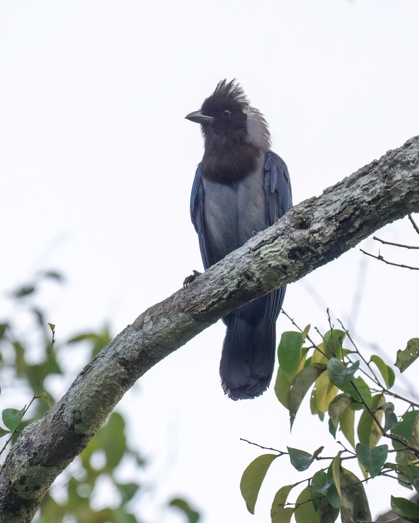 Violaceous Jay  by nicoleweg