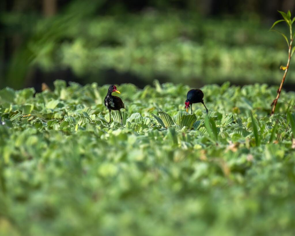 Wattled Jacana  by nicoleweg