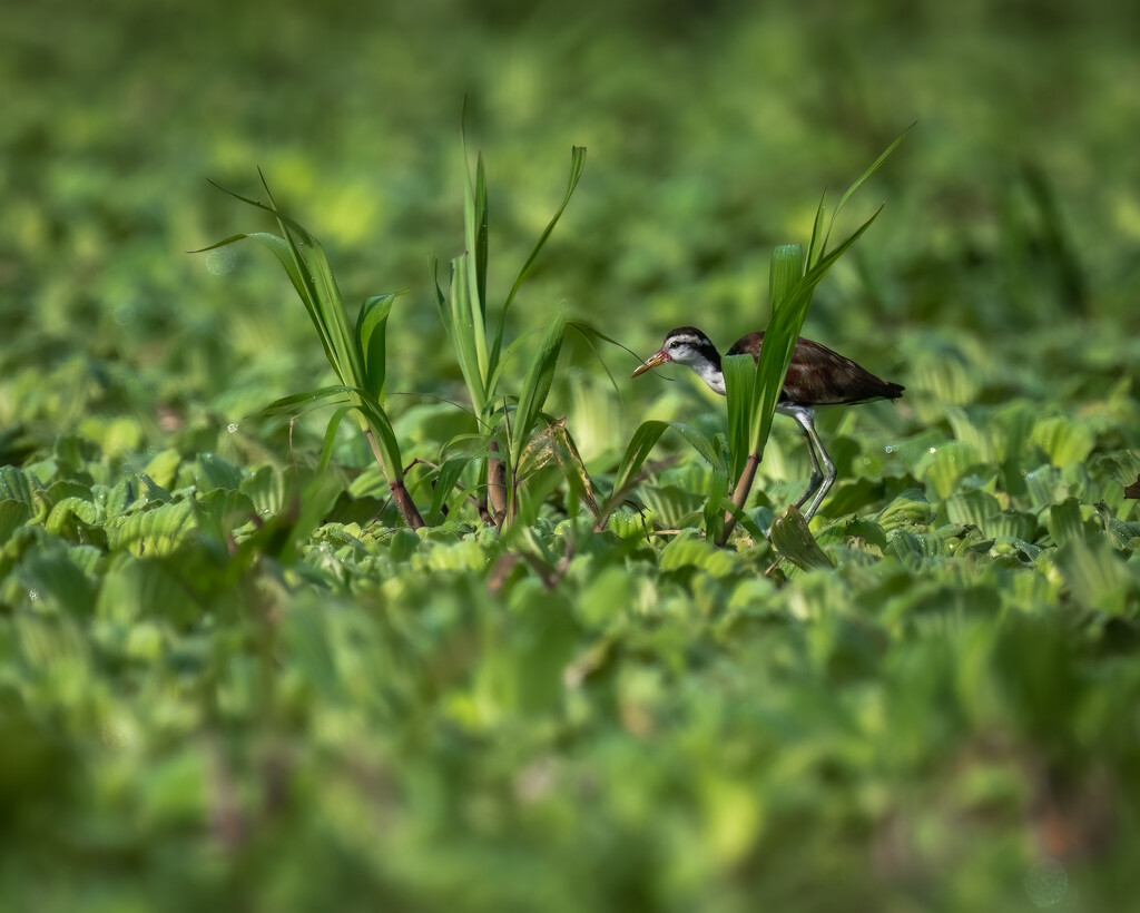 Wattled Jacana  by nicoleweg