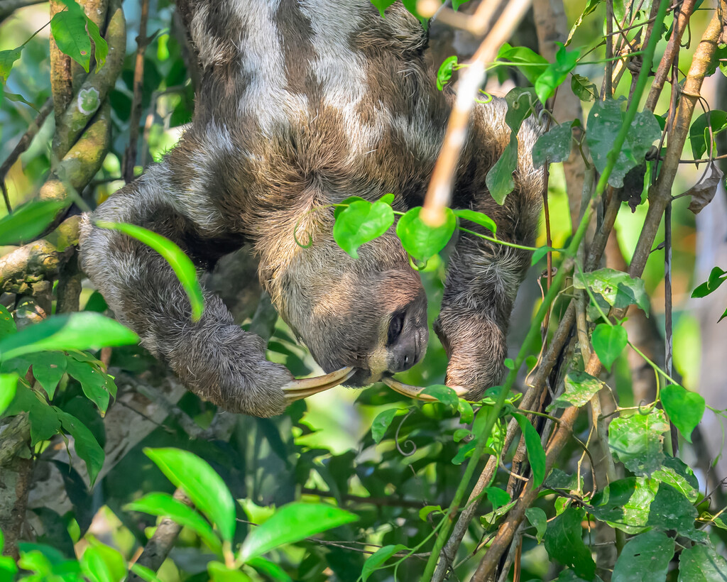 Three-toed Sloth  by nicoleweg