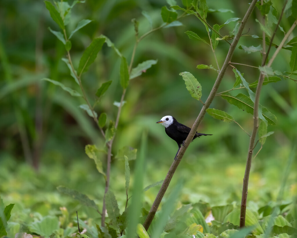 White-headed Marsh Tyrant by nicoleweg