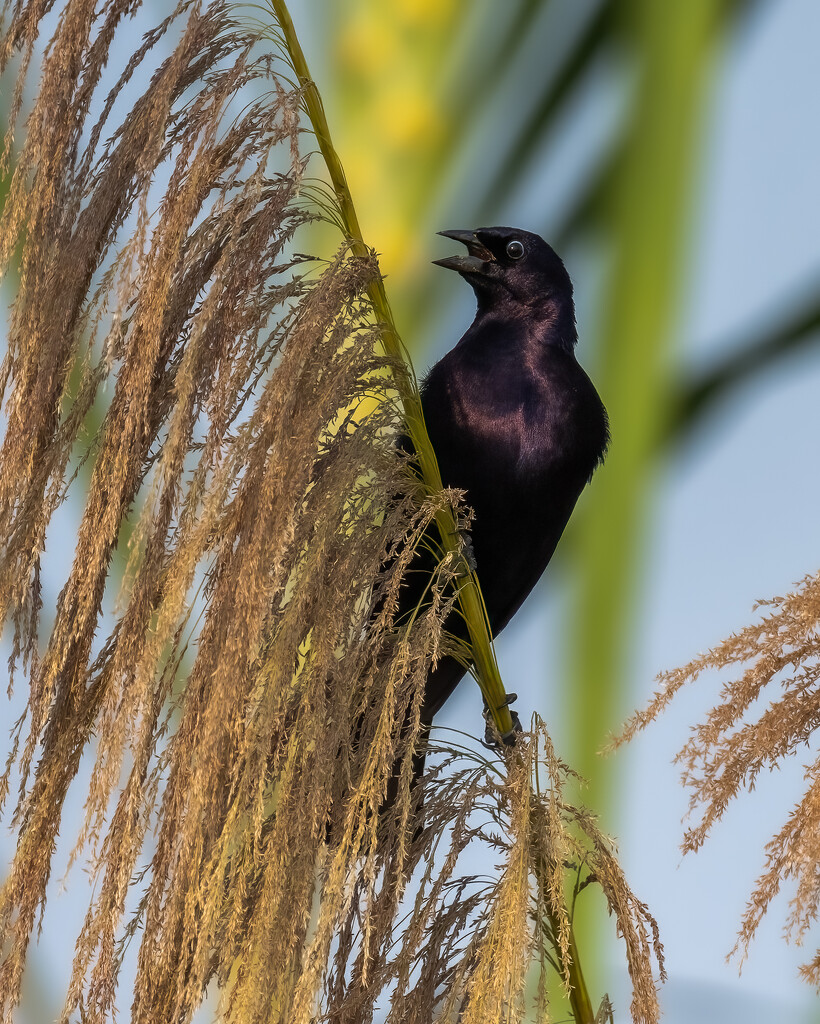 Shiny Cowbird  by nicoleweg