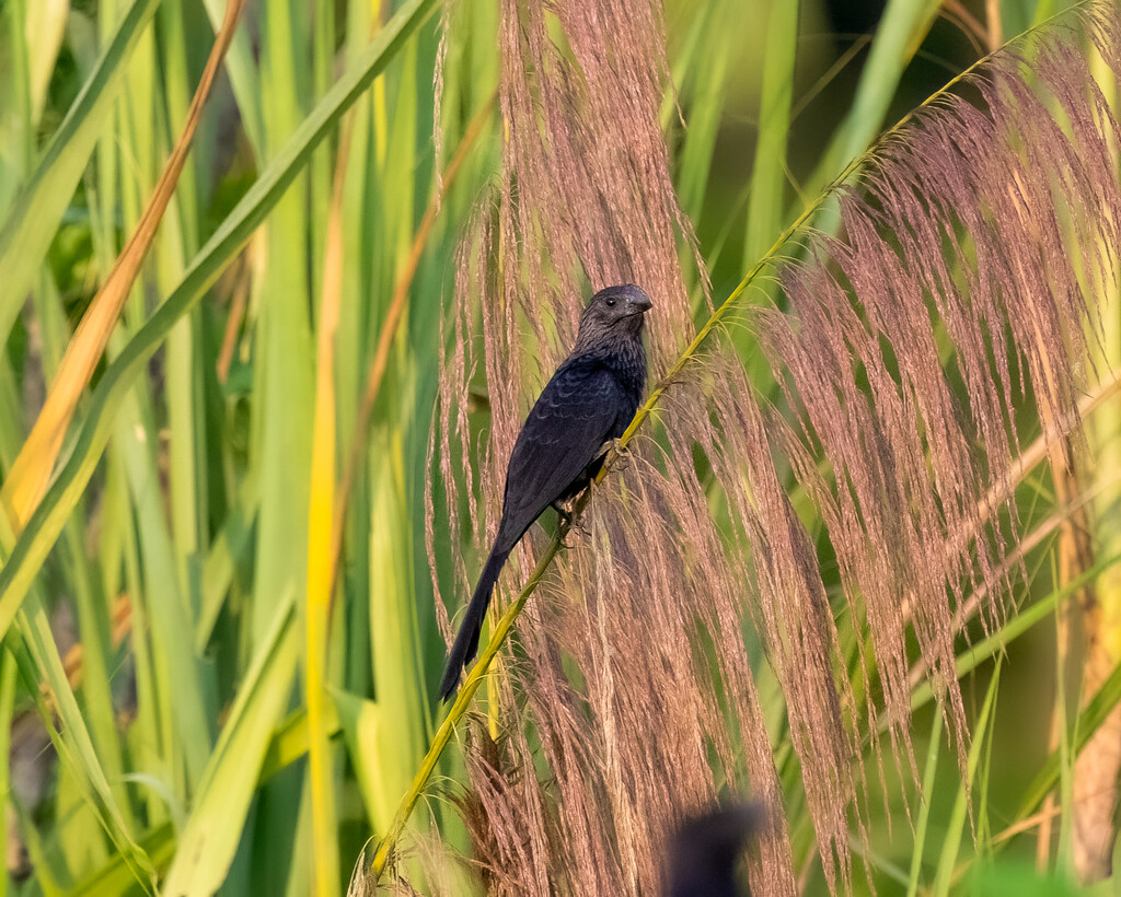 Smooth-billed Ani  by nicoleweg