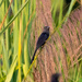 Smooth-billed Ani 