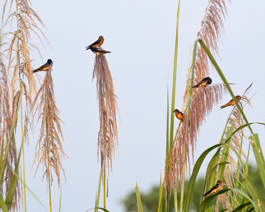 Barn Swallows  by nicoleweg