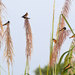 Barn Swallows 