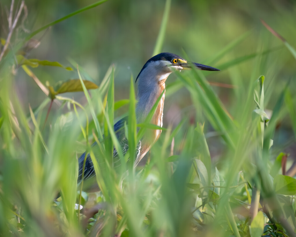 Striated Heron  by nicoleweg