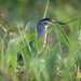 Striated Heron 