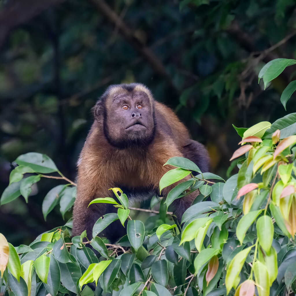 Tufted Capuchin Monkey  by nicoleweg