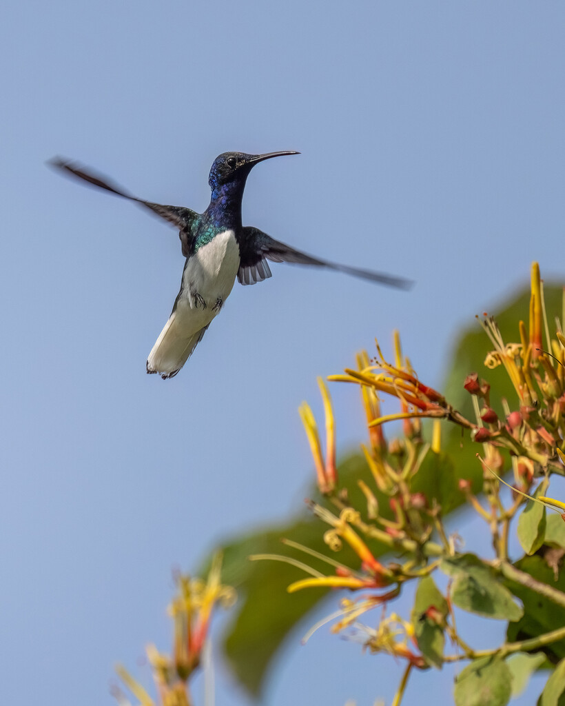 White-necked Jacobin by nicoleweg