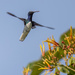 White-necked Jacobin