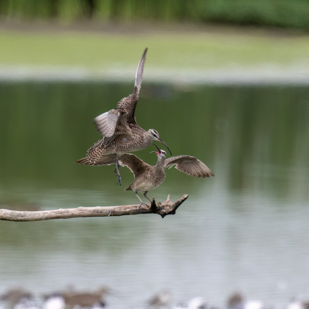 Whimbrels by nicoleweg