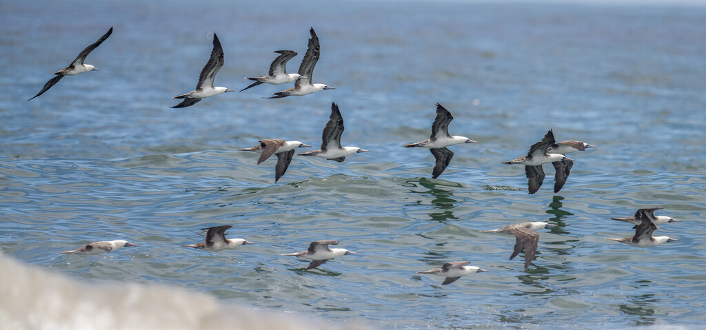 Peruvian Booby  by nicoleweg