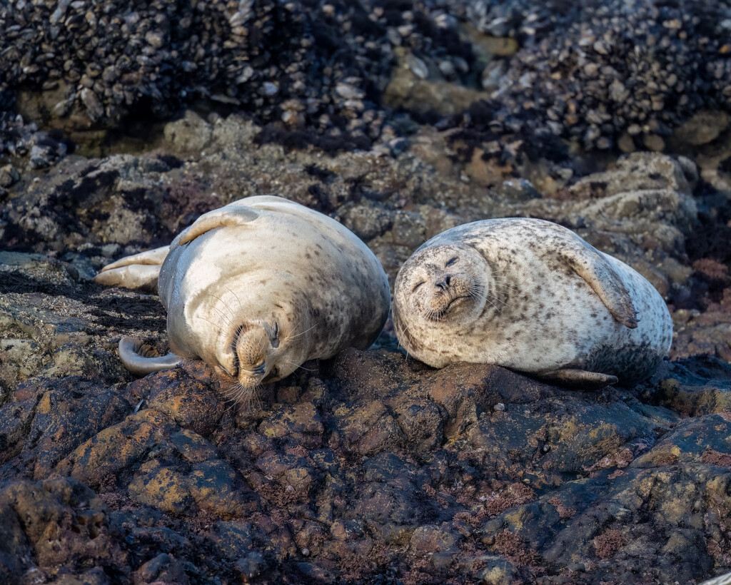 Harbor Seals by nicoleweg